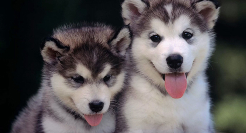 品牌及平面VI設(shè)計